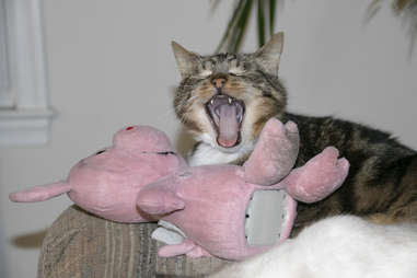 cat carrying stuffed animal